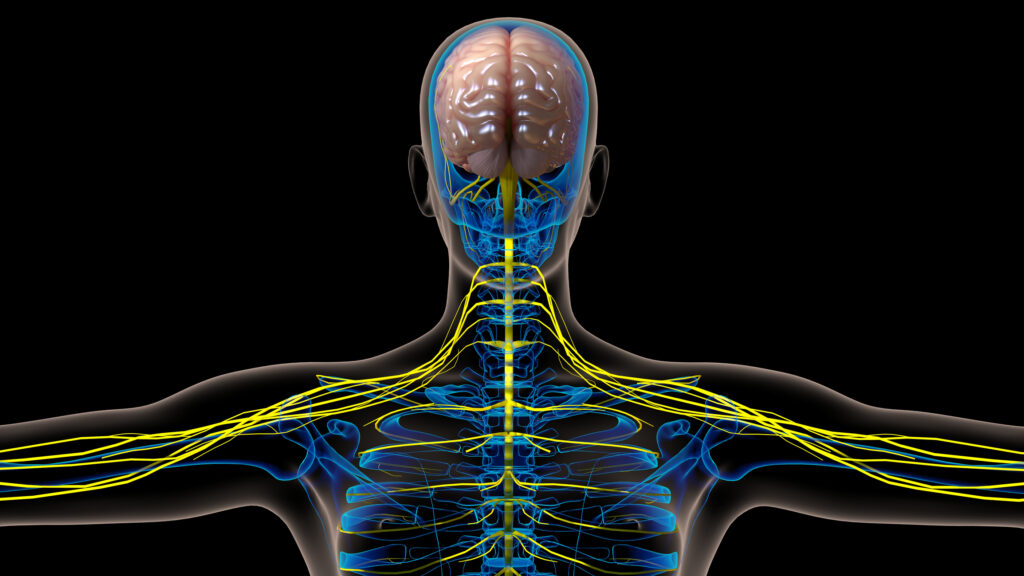 Nervensystem regulieren